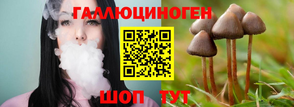 Галлюциногенные грибы Psilocybe Дзержинск